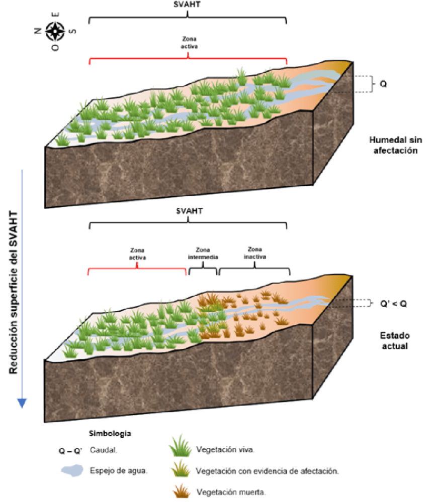 Analis forense de la vegetacion azonal hidrica_Salar de Pedernales