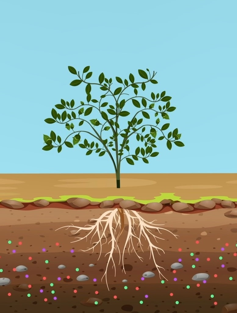 3.Bioacumulación de metales y metaloides en plantas irrigadas con aguas claras de relaves