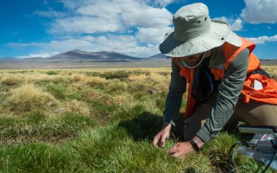 Forensic analysis estimates plant death dates in the Pedernales Salt Flat